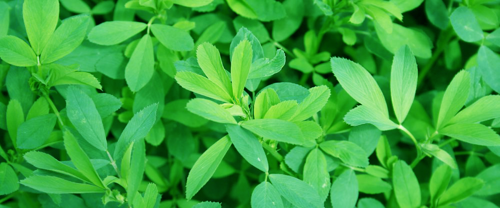 خواص عرق یونجه برای سلامتی