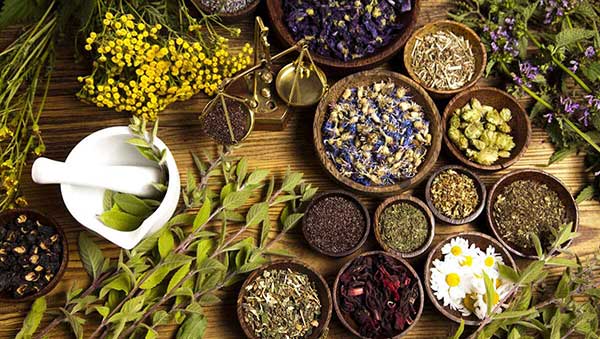 گیاهان دارویی برای بزرگ کردن سینه کدامند؟ گیاهان دارویی برای بزرگ کردن سینه کدامند؟