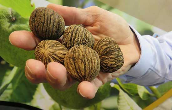 گردوی سیاه خواص و مزایای گردوی سیاه