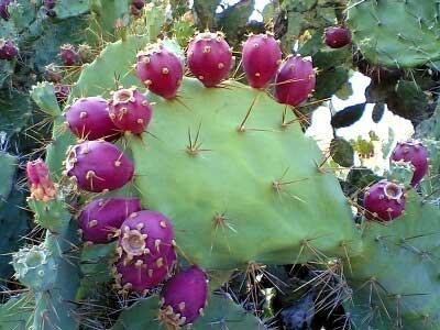 منابع گیاهی غنی از کلسیم