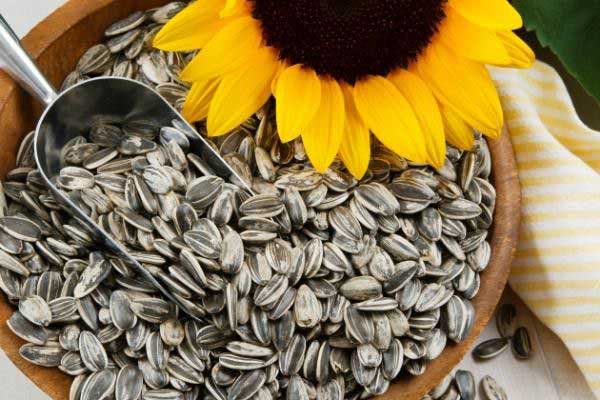 ارزش تغذیه ایی و کالری تخمه آفتابگردان