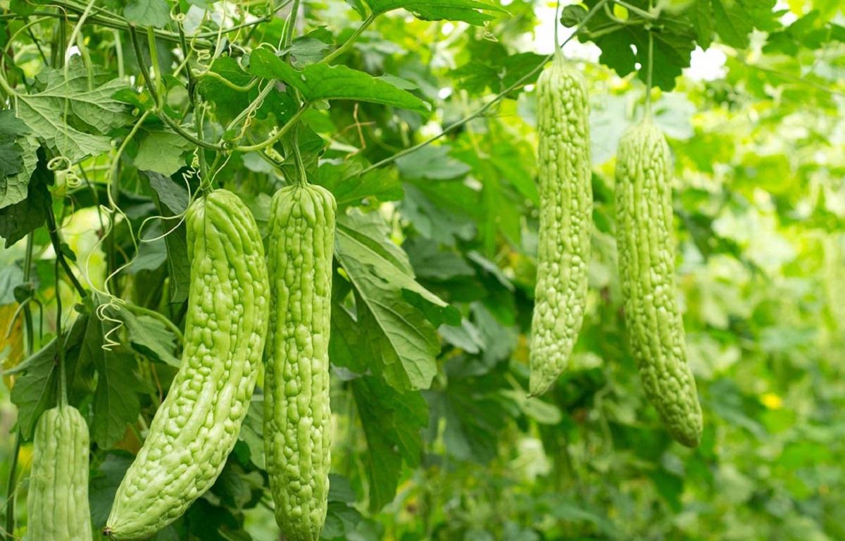 کدوی تلخ چه فوایدی برای سلامتی دارد