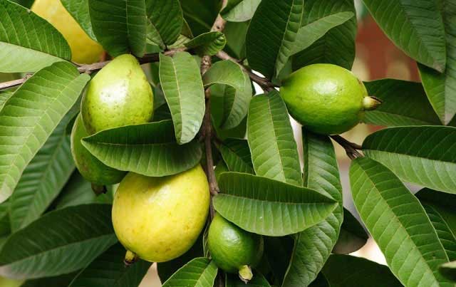گیاه گواوا خواص گواوا ؛ گیاهی برای درمان ریزش مو