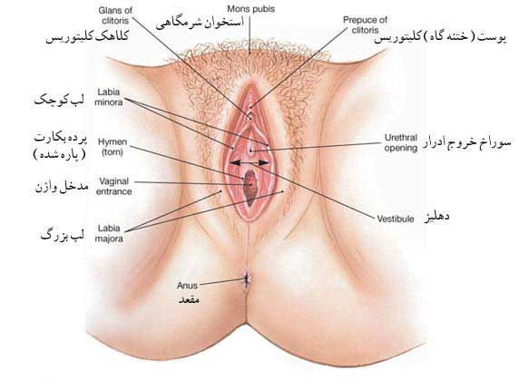 انواع پرده بکارت و روش تشخیص نوع پرده بکارت انواع پرده بکارت و روش تشخیص نوع پرده بکارت