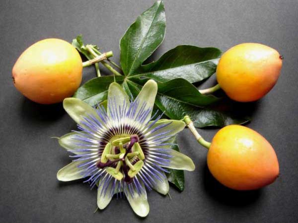 به جای قرص خواب این گیاهان را بخورید!