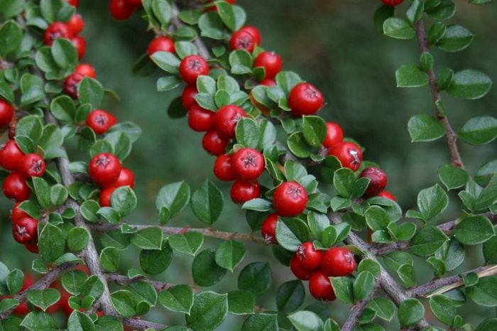 شیر خشت چه خواص و مضراتی دارد