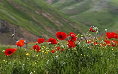 خواص درمانی گل شقایق سرخ خواص درمانی گل شقایق سرخ
