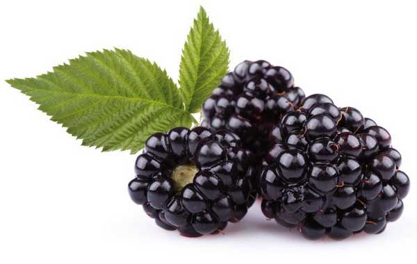 شاتوت خواص و مضرات شاه توت