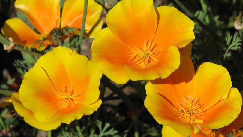 به جای قرص خواب این گیاهان را بخورید!