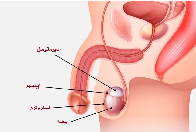 کیست بیضه چیست؟