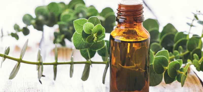 روغن اکالیپتوس خواص روغن اکالیپتوس