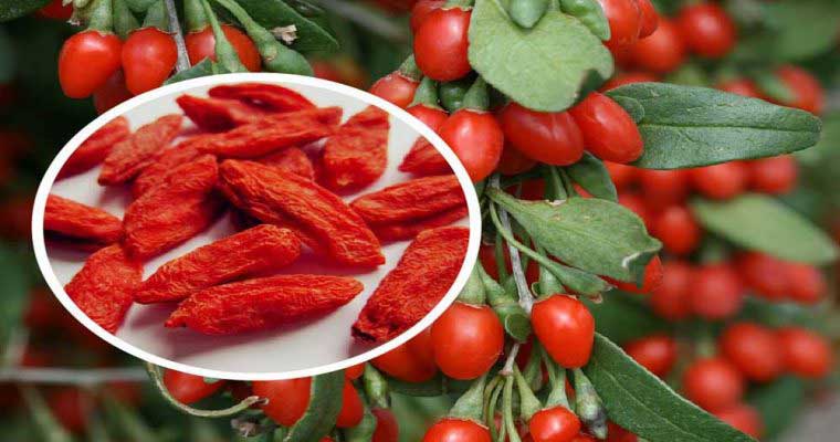 ارزش غذایی و خواص گوجی بری
