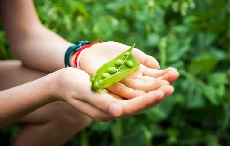 ۶ منبع غنی از پروتئین گیاهی