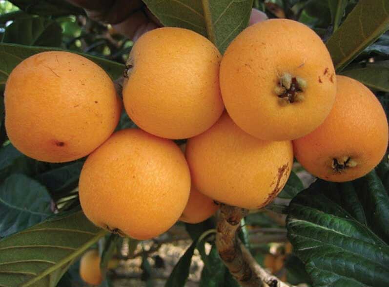 فواید ازگیل برای سلامتی