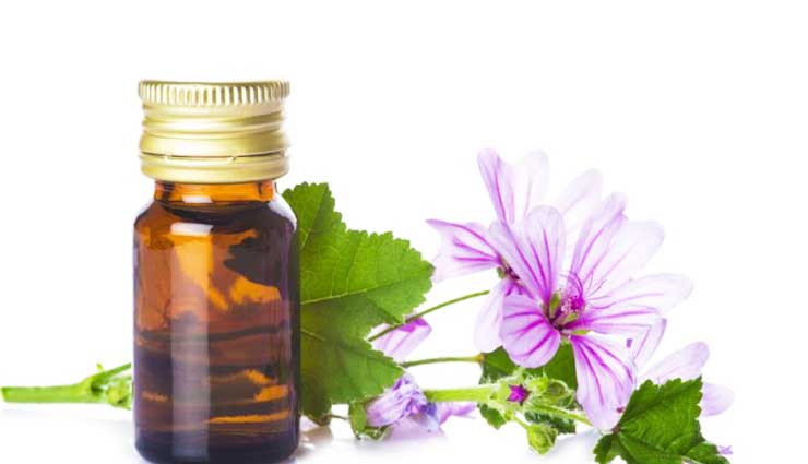 دمنوش گیاه درمانی پنیرک و خواص پنیرک
