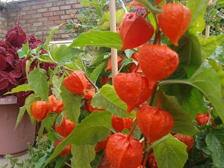گیاهان دارویی خواص دارویی گیاه عروسک پشت پرده یا کاکنج