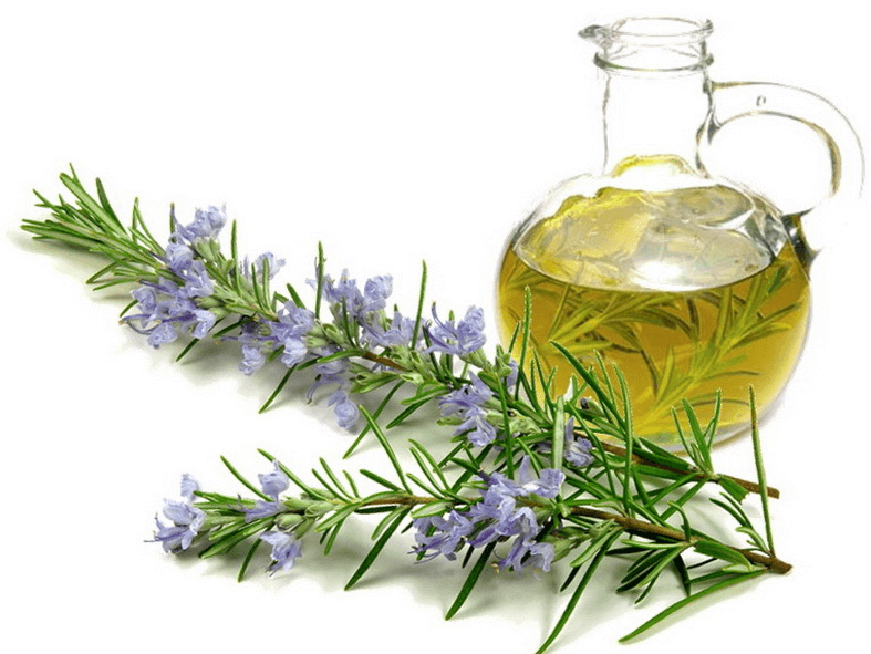 خواص بی شمار رزماری